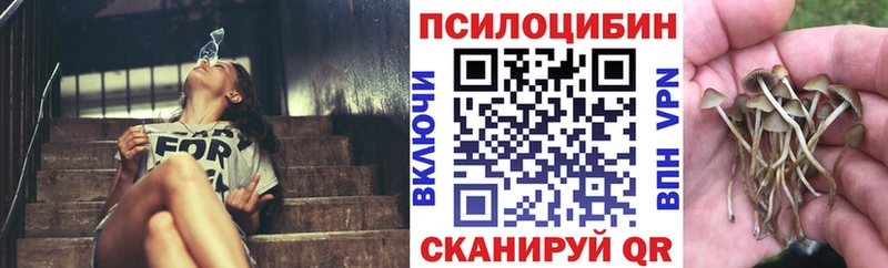 Купить где  Новомичуринск  Псилоцибиновые грибы Psilocybine cubensis 